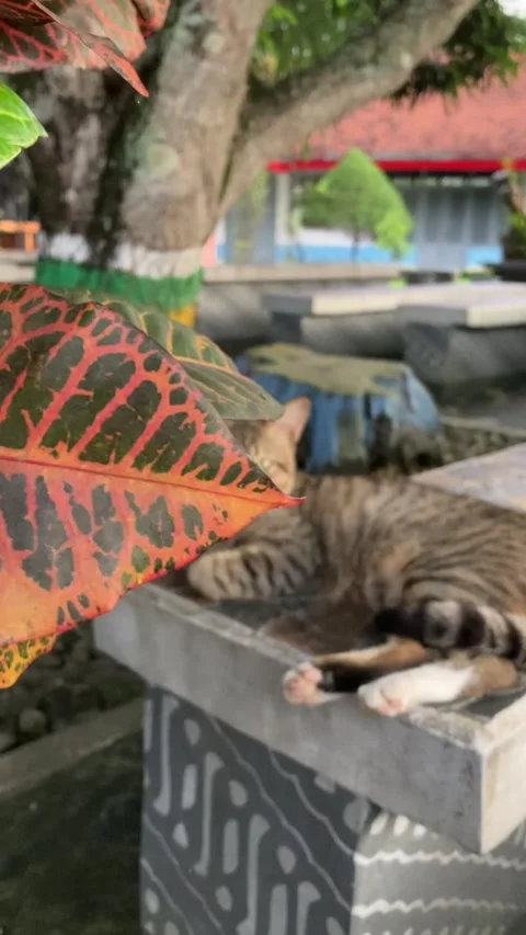 Relaxing cat Stock Footage 245001899