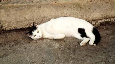 Relaxing cat got scared and run away Stock Footage 122220705