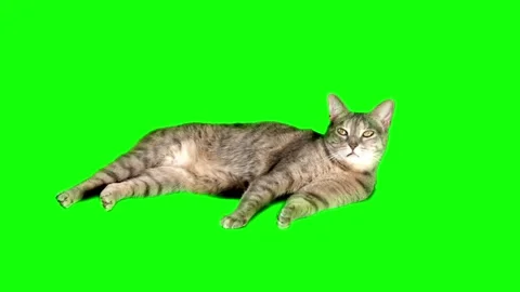 Relaxing Cat Pattern on Green Background Vidéo 333284682