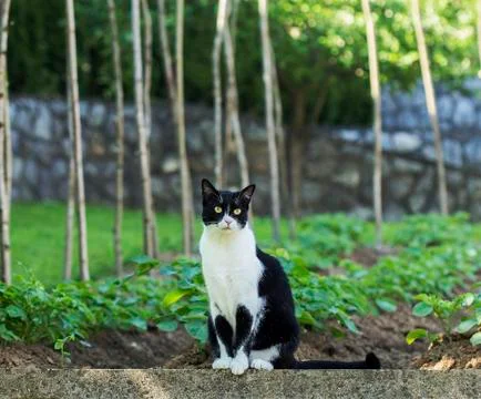 Relaxing cat Stock-Fotos