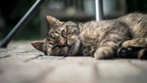 Relaxing Cat Stock Photos