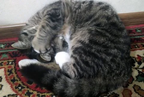 Relaxing cat Stock Photos