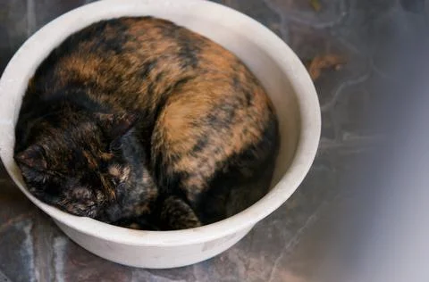 Relaxing cat Foto stock