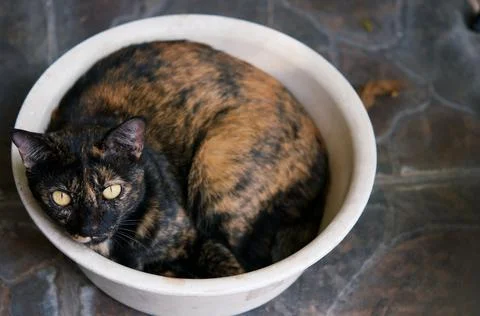 Relaxing cat Foto stock