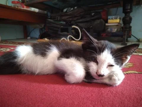 Relaxing Cat Foto stock