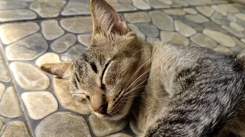 Relaxing Cat Sleeping on a Stone Tile Surface Outdoors Stock Footage 305037010