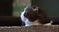Relaxing Cat Stares In Space 4K 4k or 4k+ Resolution
