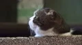 Relaxing Cat Stares In Space HD Video HD