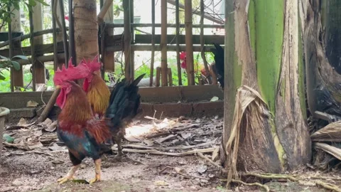 Relaxing Chicken in Nature Interaction Scene 4K Stock Footage 336295862