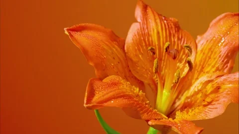Relaxing composition featuring orange lily stem with gentle focus Stock Footage 331288217