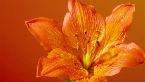 Relaxing composition featuring orange lily stem with gentle focus Stock Footage 331288224
