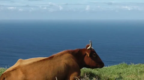 Relaxing cow Stock Footage 4388057