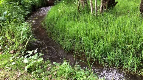 Relaxing Creek 2 Stock Footage 101858017