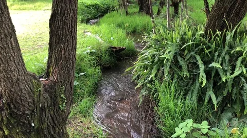 Relaxing Creek 3 Stock Footage 101858059