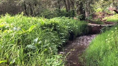 Relaxing Creek Stock Footage 101858013