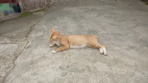Relaxing cute brown cat Видео 197042437