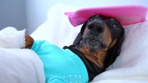 Relaxing dachshund with ice pack comforts and calms at home Stock Footage 294459209