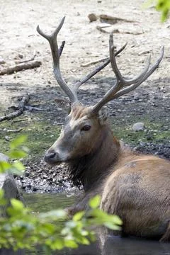 Relaxing Deer Stock Photos