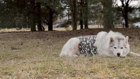 A Relaxing Dog Enjoying Nature while Wearing a Stylish Outfit, Perfect for Any Stock Footage 305257174