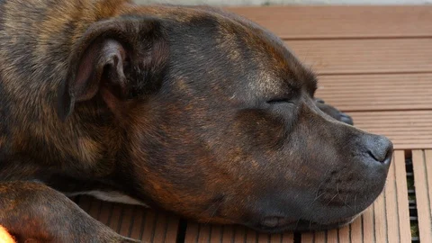 Relaxing dog Stock Footage 90451199