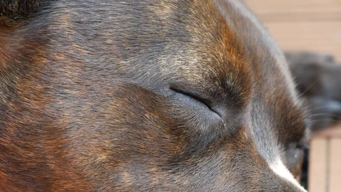 Relaxing dog Stock Footage 90451387