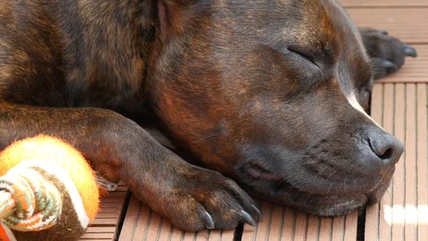 Relaxing dog Stock Footage 90451771
