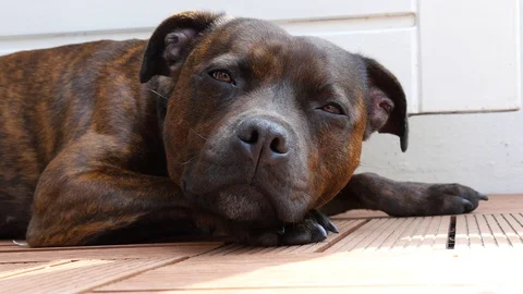 Relaxing dog Stock Footage 90451987