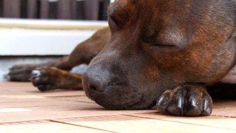 Relaxing dog Stock Footage 90452322