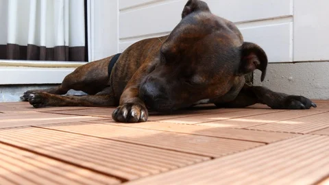 Relaxing dog Stock Footage 90452833