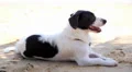 Relaxing Dog at the Hot Summer Beach in Tropical Thailand. HD Footage