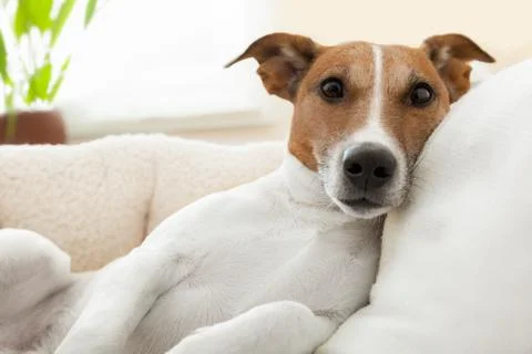 Relaxing dog Stockfoto's