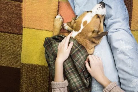 Relaxing with dog Stock Photos