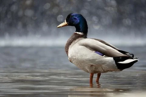 Relaxing duck Stock Photos