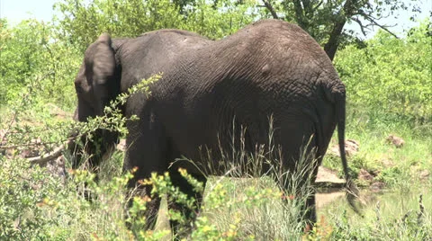 Relaxing elephant in the bush Stock Footage 26777065