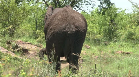 Relaxing elephant in the bush Stock Footage 27099005