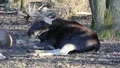 Relaxing Elk at a sunny winter day HD Footage