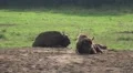 Relaxing European Bisons close up on a forest grassland HD Footage