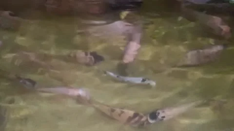 Relaxing fishpond Stock Footage 235606010