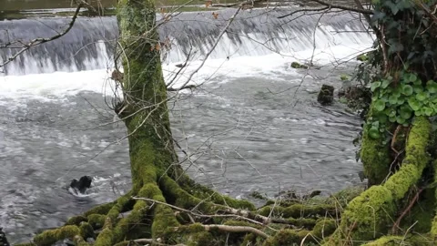 Relaxing flow of a river in Vilalba, Spain Stock Footage 301570152