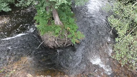 Relaxing flow of water in a river Stock Footage 320347949