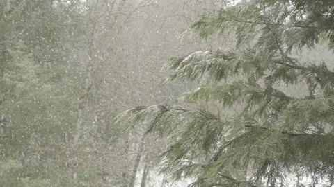 Relaxing Forest Snowfall 043 Stock Footage 201691396