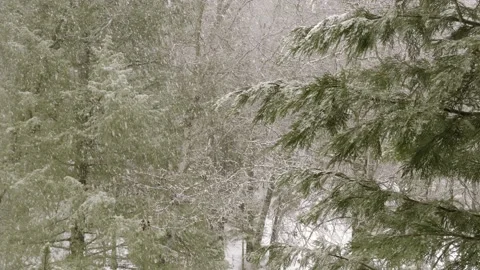 Relaxing Forest Snowfall 047 Stock Footage 201691385