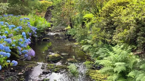 Relaxing Forest Stream Video Stock Footage 230133893