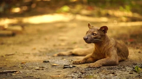 Relaxing Fossa 스톡 동영상 58658590