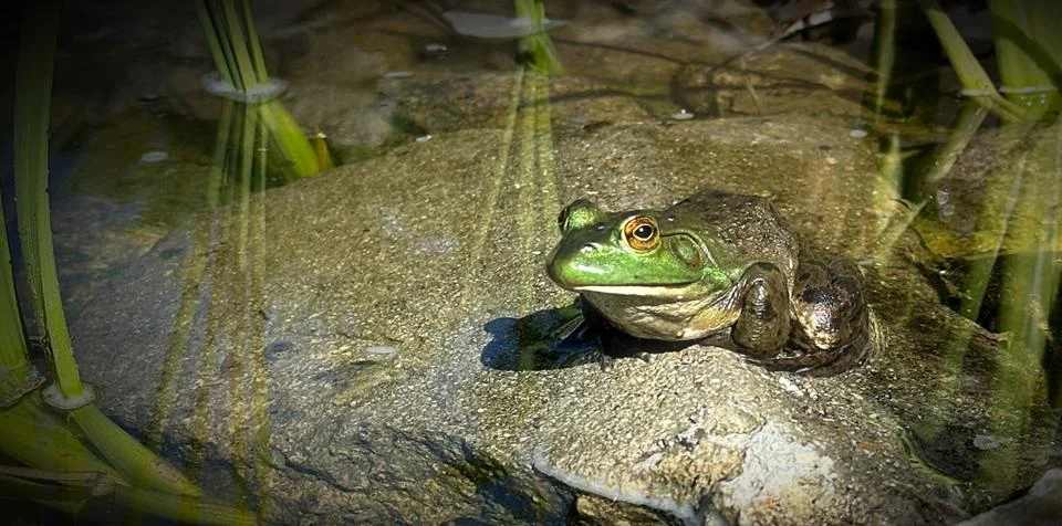 Relaxing Frog Stock Photos