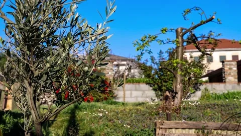 Relaxing Garden Trees with deep Blue Sky Background Stock Footage 153940940