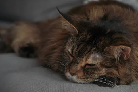 Relaxing ginger, the multicolor cat is sleeping on grey sofa. Closed eyes, .. Foto stock