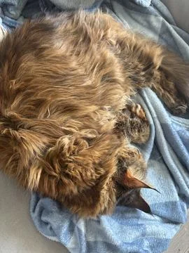 Relaxing ginger, the multicolor cat is sleeping on grey sofa. Closed eyes, .. Foto stock