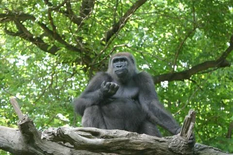 Relaxing Gorilla 1 Foto stock