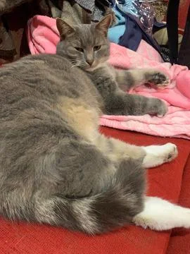 Relaxing Grey Cat on the Couch Stock Photos